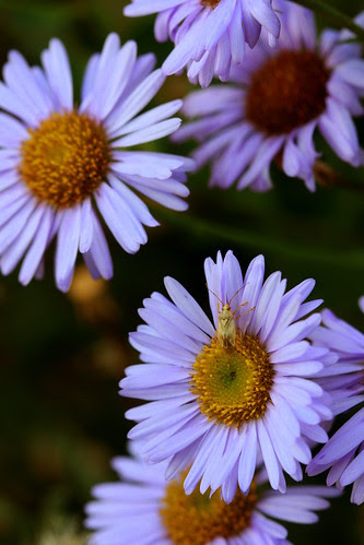 erigeron wayne roderick