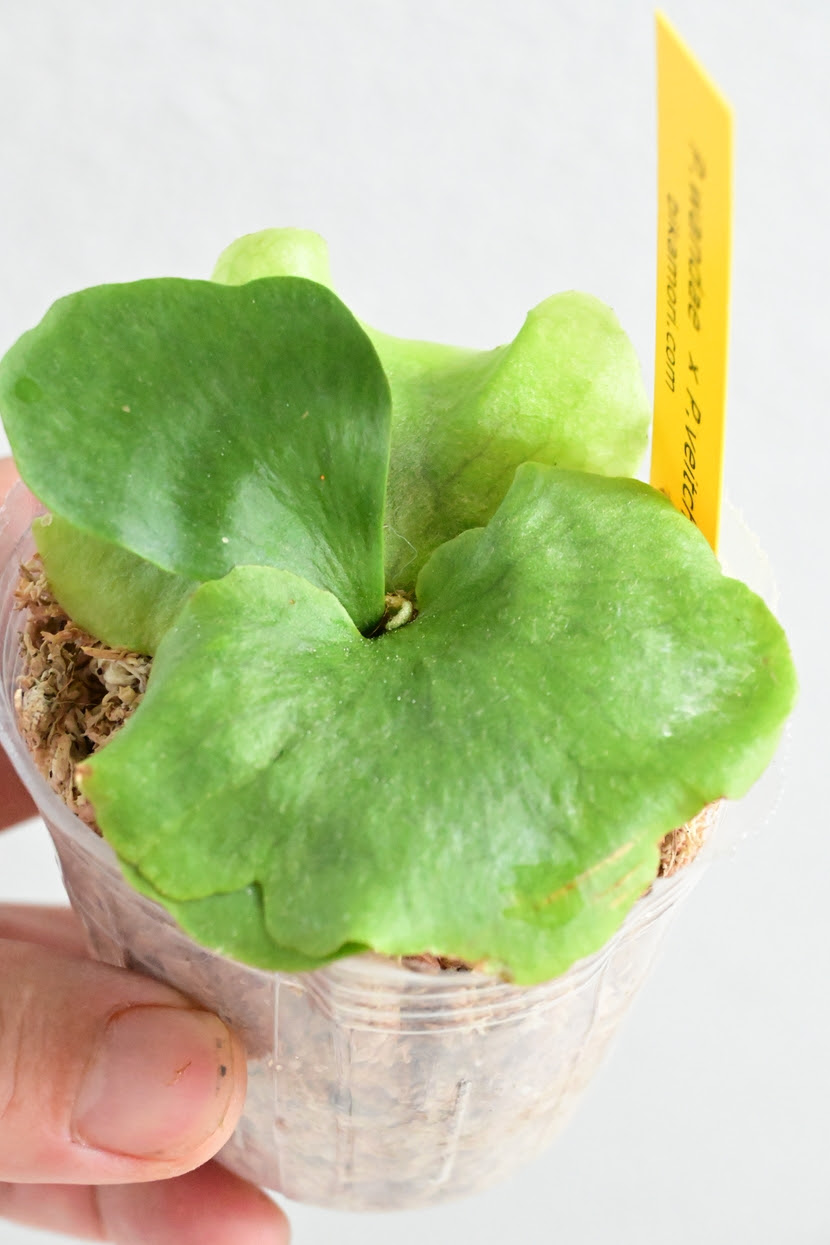 P Wandae P Veitchii Bikamori Com ビカクシダ Jauce Shopping Service Yahoo Japan Auctions Ebay Japan