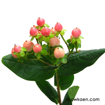 ヒペリカム スイートロマンス Flower Note