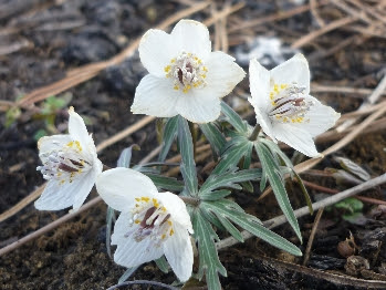 セツブンソウ せつぶんそう 節分草 の花言葉 花言葉事典