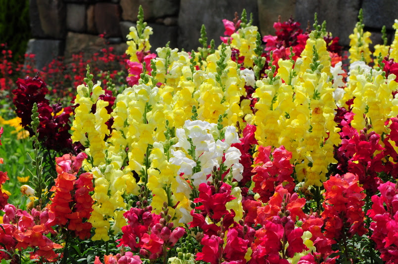 金魚草 台灣景觀植物介紹