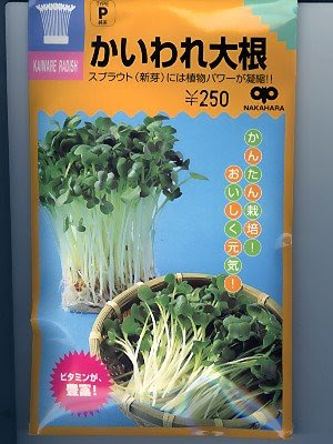 効率良く可愛くカイワレ大根栽培 更に研究中 じぶんかたろぐー自分語logー