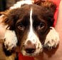 Rua a Springer Spaniel which has been fostered out over Christmas.  The Dublin Society for the Prevention of Cruelty to Animals said six puppies have already been given into its animal shelter since the Christmas holidays.  And the animal charity expects a surge in the number of puppies to be returned in the first few months of the year.  Photo by Chris Bacon