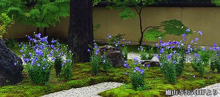 桔梗 八重咲きキキョウ お花屋さんの育て方 ゲキハナ感激安心のお花屋さん 本店