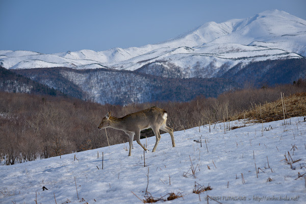 20130405-DSC_5579-shiretoko