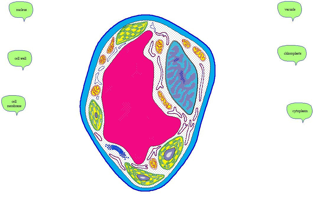 Free Animal Cell Unlabeled, Download Free Animal Cell ...