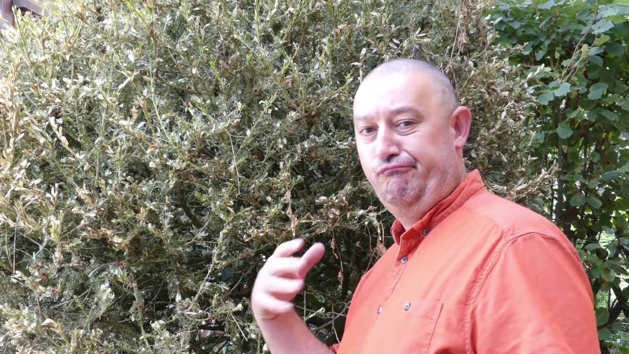 Comment se débarrasser des chenilles noires