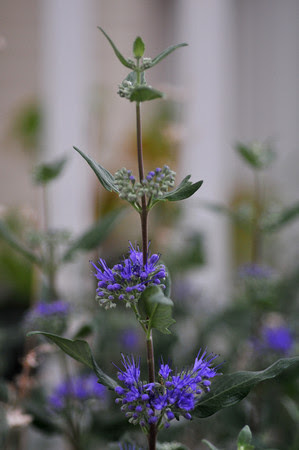 drought tolerant blue beard