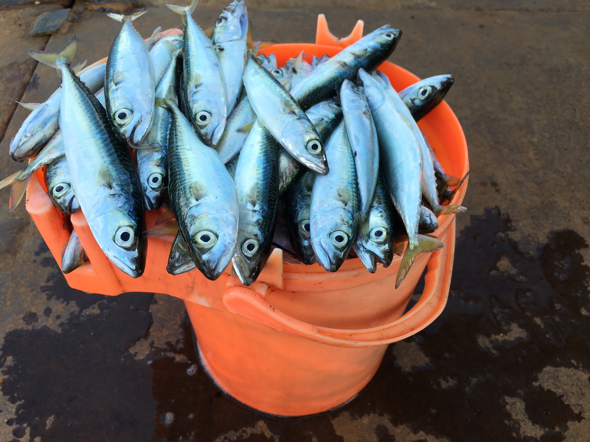 16 9 11 増毛港 小サバ釣り好調 Mashike Fishing 楽天ブログ