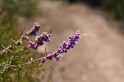 Wildflower