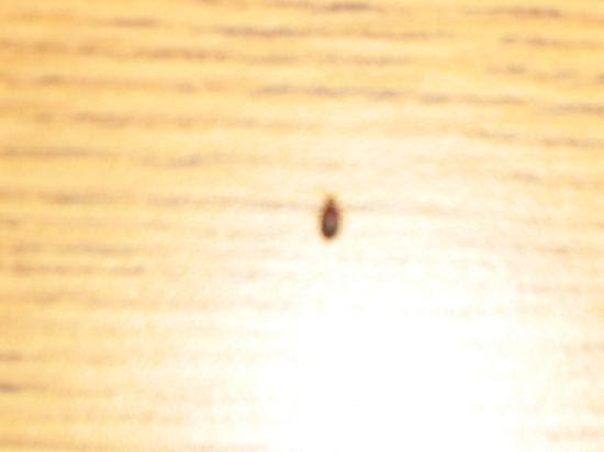 ... Sea-Tac Airport North: Small Bed Bugs but you can still see them