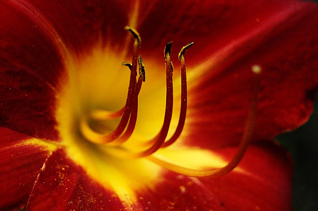 Red & Yellow Daylily