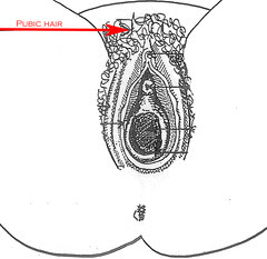 Female Reproductive System (External View) with Diagrams ...