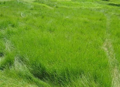 But believe it or not, flower bulbs, vegetables and shrubs all thrive when planted during this time of year. Arizona Sod - Hillside Native Fine Fescue Sod