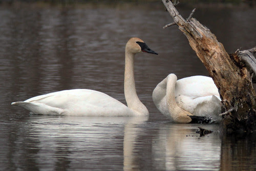Trumpeter Swans