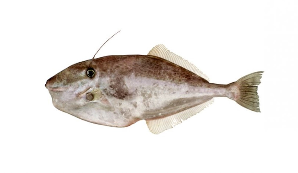  Gambar  12 Langkah Mudah Membuat Pakan Ikan  Kotoran Kambing 