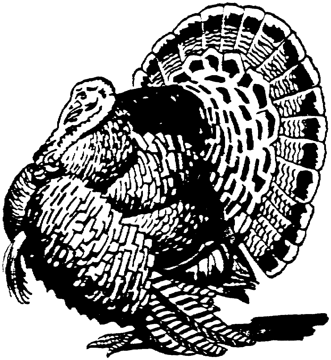 Download Free Turkey Coloring Pages