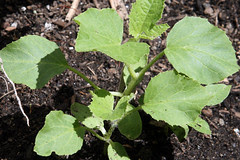 a012 melons