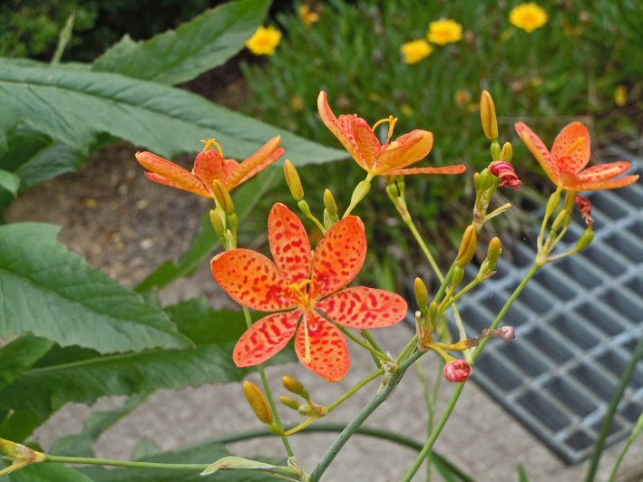 夏の花 ２ ２０１４ いちろの気ままに独り言