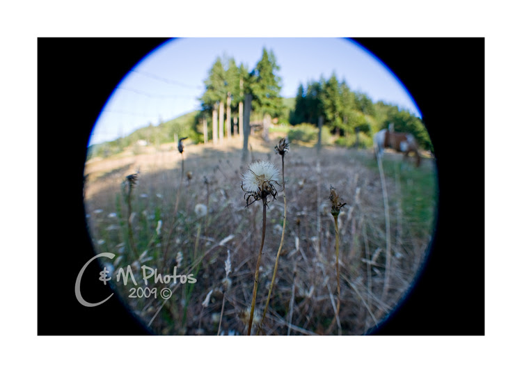 July2709_0091ew