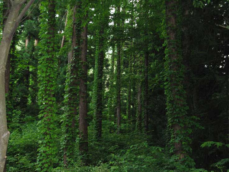 forest69-1.jpg