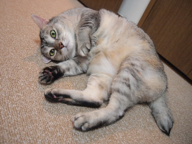 お留守番猫さん 匂いチェック完了後のごろにゃん 横浜の猫専門ペットシッターのブログ ことねこと