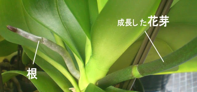 胡蝶蘭の育て方 花芽