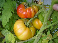 Tomato 'Pineapple'