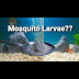 Betta Fish Mosquito Larvae : We did not find results for: