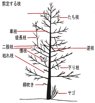 今月の手入れ 植木 8月 マキ 世界一の松盆栽と植木の里 鬼無