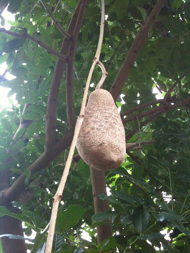 Sausage tree pod