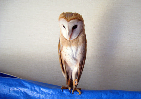 メンフクロウと一緒に カラフトフクロウも 甘えるフクロウ