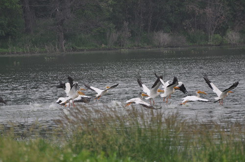 Pelican's at Schoeneberg's Marsh