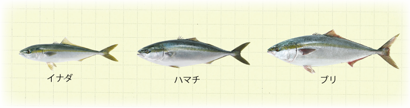 日本海のさかなたち ブリ