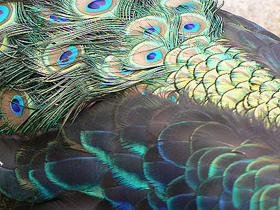 plumes de paon.jpg