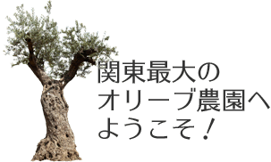 オリーブの木 樹木 植木を横浜で生産販売している米屋農園