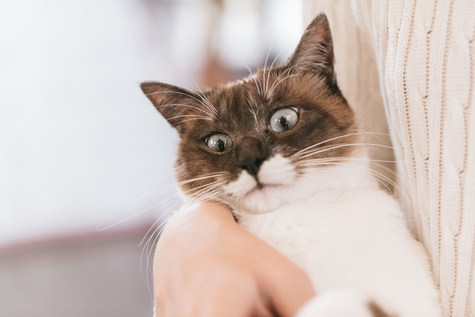 一人暮らしでの老猫の介護はどうする 猫の総合情報サイト ペットスマイルニュースforネコちゃん
