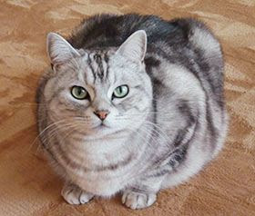 １］我が家の福さんが、オス猫に多いあの病気に！ ： TVステーション