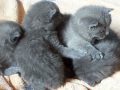 25 ++ chat chartreux lyon 309408-Acheter chat chartreux lyon