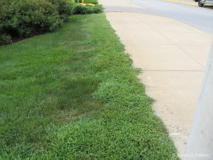 crabgrass by sidewalk