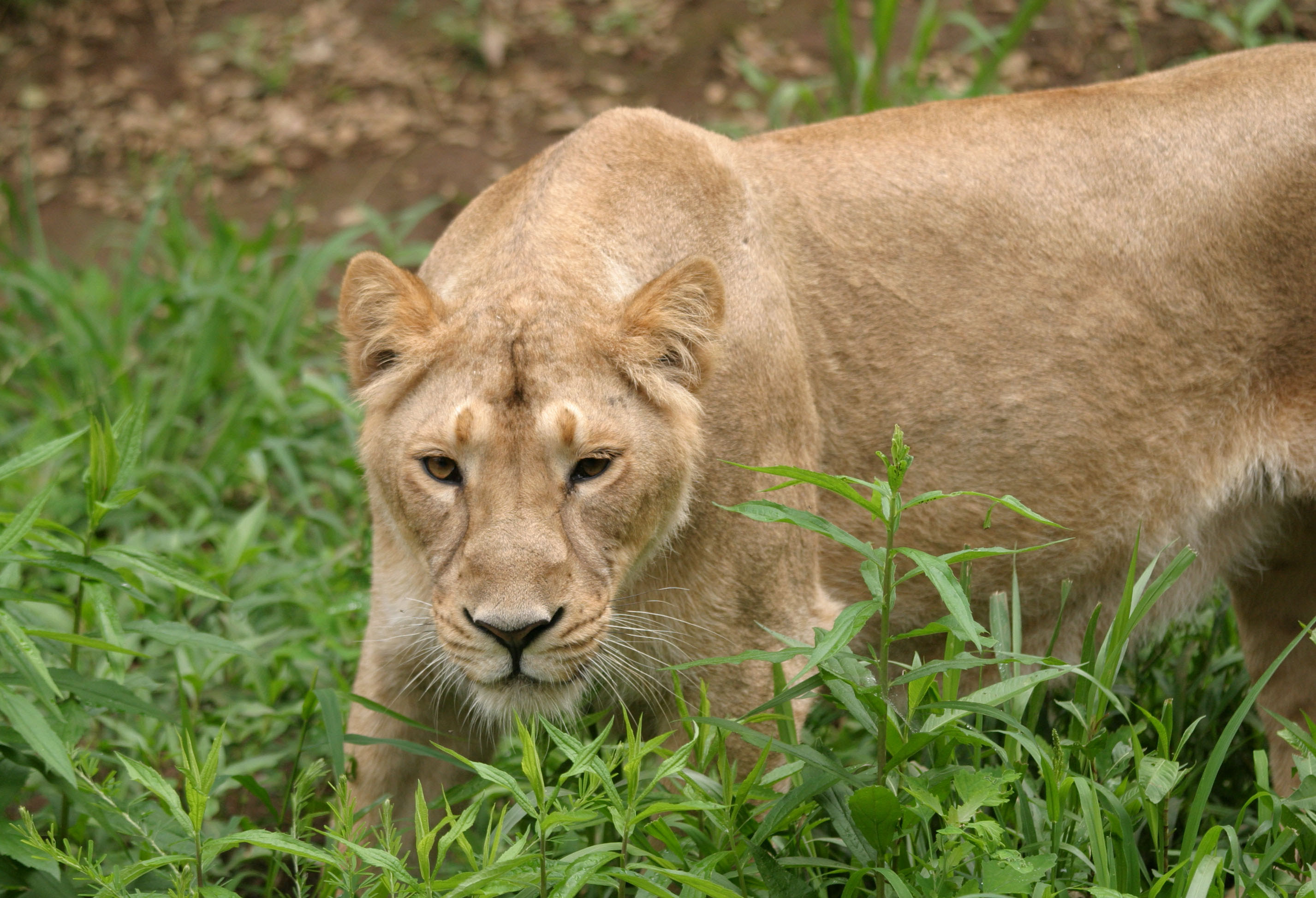 ゆんフリー写真素材集 No 1030 寝起きライオン 日本 神奈川