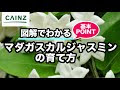 √画像をダウンロード ジャスミン 花 イラスト 簡単 225923-ジャスミン 花 イラスト 簡単