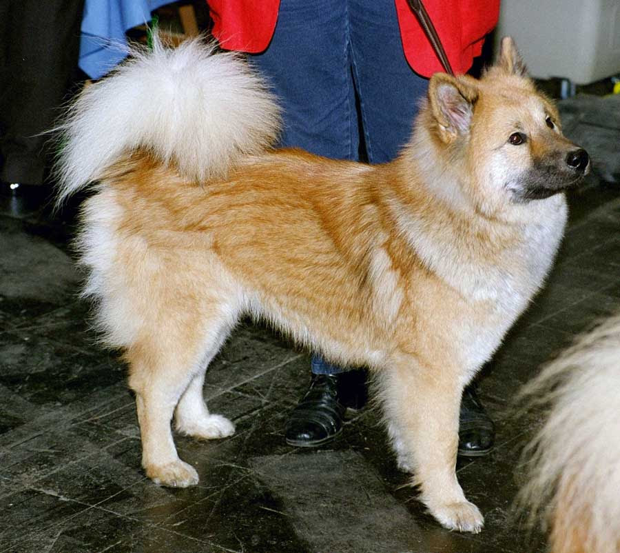 北海道犬 Wikiwand