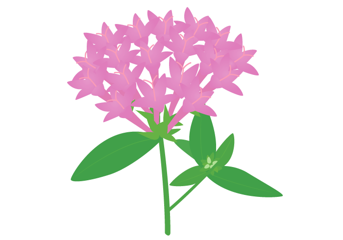 ペンタスの花 かわいい無料のフリーイラスト素材集