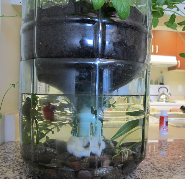 Fish + Hydroponics = Aquaponics | Flickr - Photo Sharing!