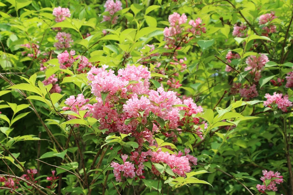 ブログ 佐渡島の山の状況 佐渡島の花トレッキング ドンデン高原花散策 樹に咲く花編