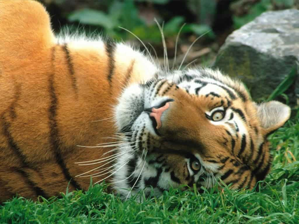 Photo Bengal tiger with cub