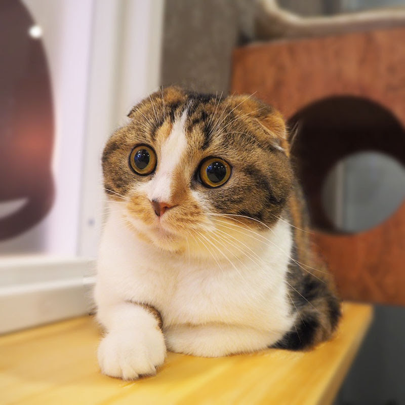 猫カフェなら猫喫茶空陸家 神奈川 小田原店