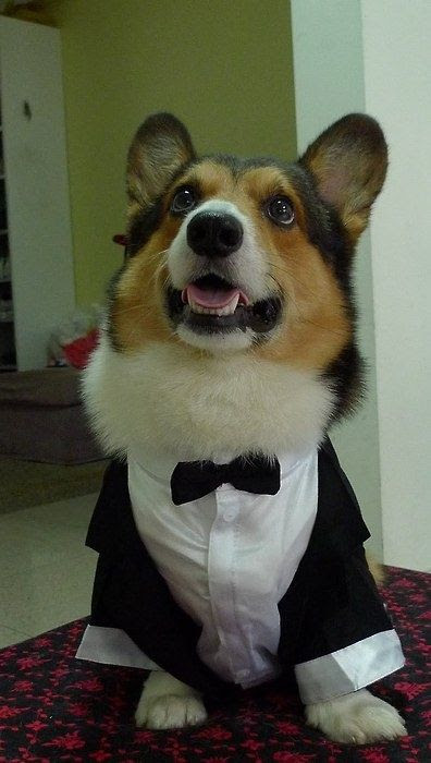 Corgis In Costumes  Amazing & Funny