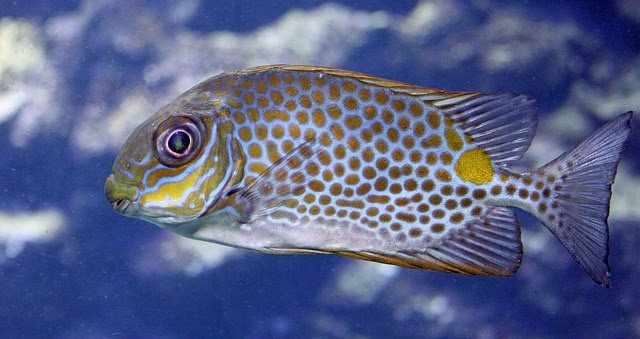 海水魚 混泳表 相性一覧 海水魚の種類と釣り方
